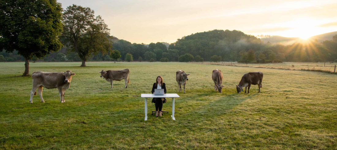 Mobiles Arbeiten zeigt eine junge Frau, die bei Sonnenaufgang mit einem Laptop an einem Schreibtisch auf einer Wiese mit Kühen sitzt.