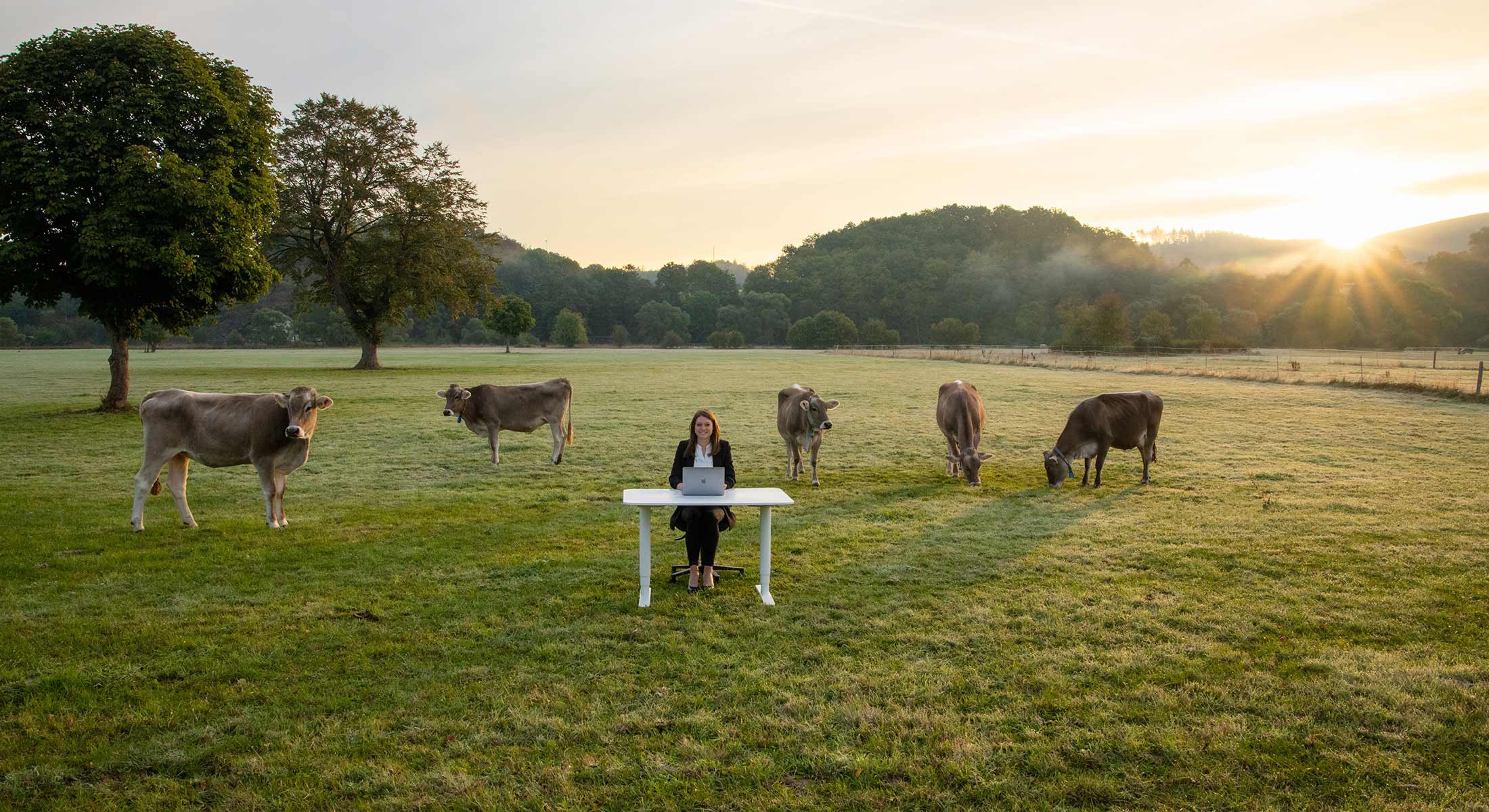 Mobiles Arbeiten zeigt eine junge Frau, die bei Sonnenaufgang mit einem Laptop an einem Schreibtisch auf einer Wiese mit Kühen sitzt.