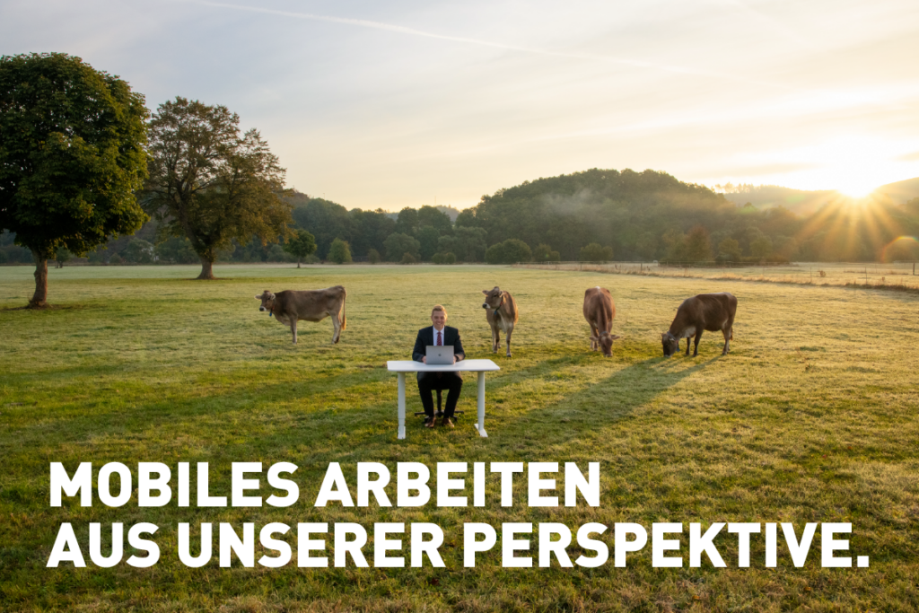 Mobiles Arbeiten: Ein Mann bei Sonnenaufgang am Schreibtisch auf einer Kuhweide mit Kühen