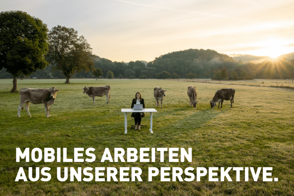 Mobiles Arbeiten: Eine Frau bei Sonnenaufgang am Schreibtisch auf einer Kuhweide mit Kühen