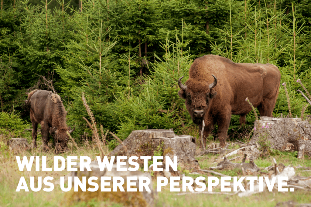 Wilder Westen aus unserer Perspektive: Zwei Wisente stehen im Wald