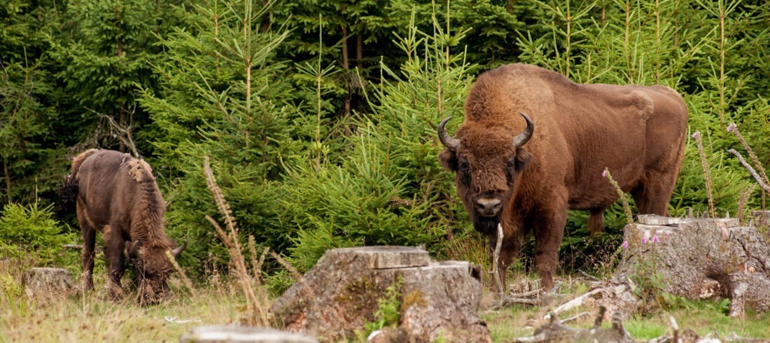 Wilder Westen aus unserer Perspektive: Zwei Wisente stehen im Wald