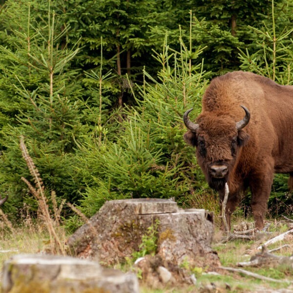 Wilder Westen aus unserer Perspektive: Zwei Wisente stehen im Wald