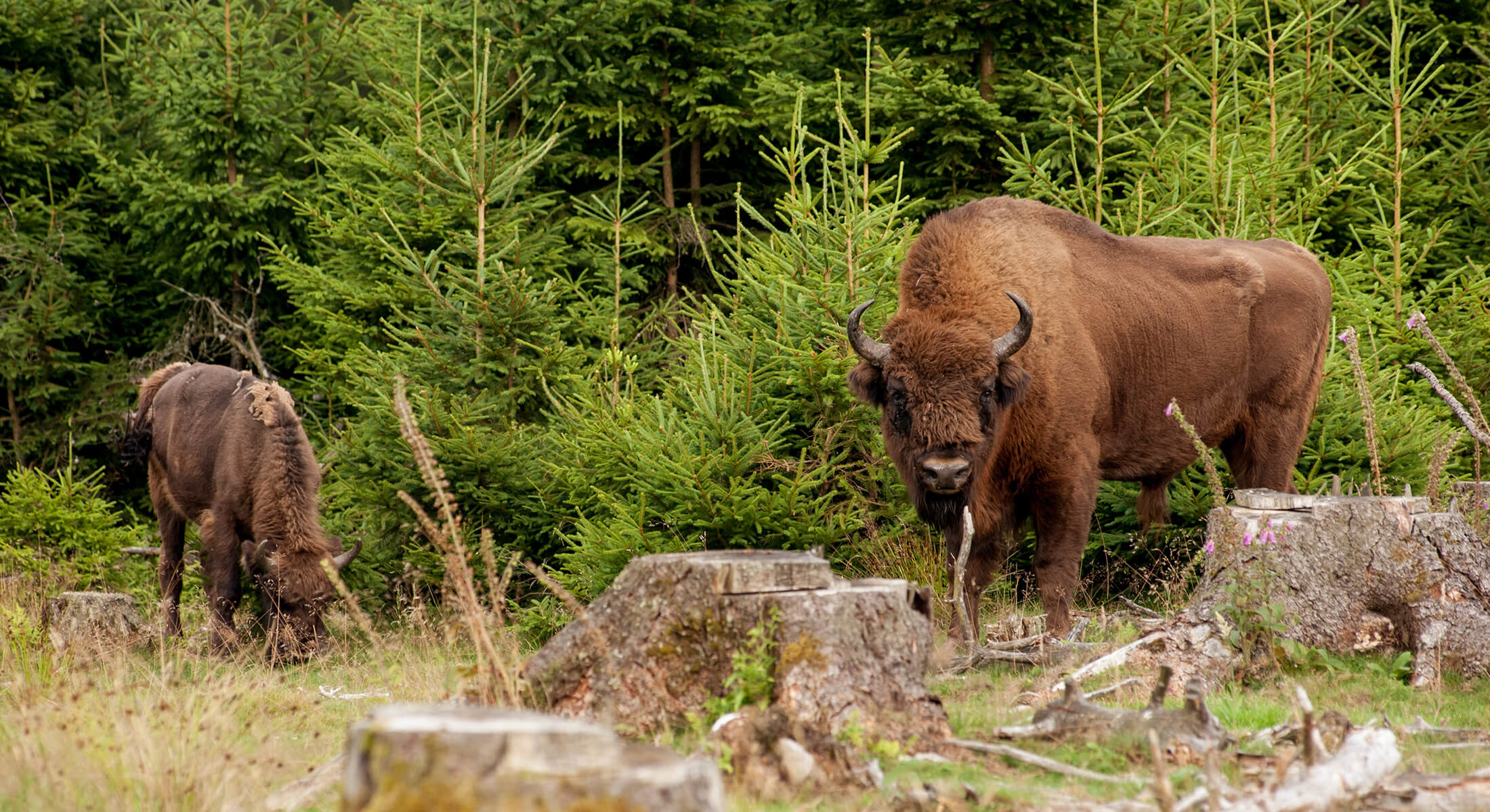 Wilder Westen aus unserer Perspektive: Zwei Wisente stehen im Wald